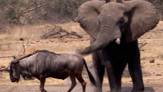Video: Elefanten får nok