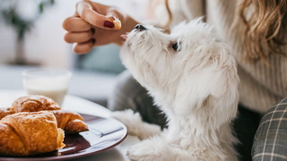 These human foods are making your dog pack on the pounds
