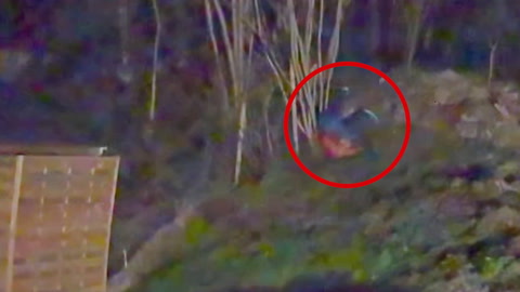 Video: - Han ramlet inn fra skogen