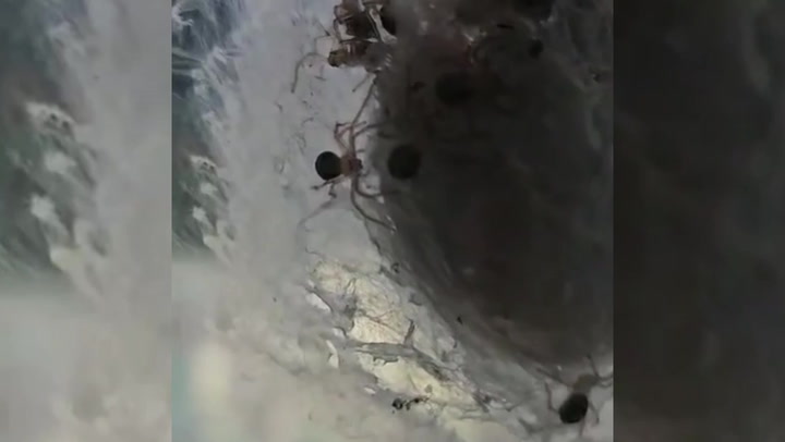 Horrifying moment dozens of huntsman spider eggs hatch in bedroom