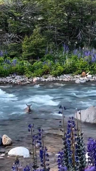 Un huemul enseñó a su cría a cruzar el río en la Patagonia