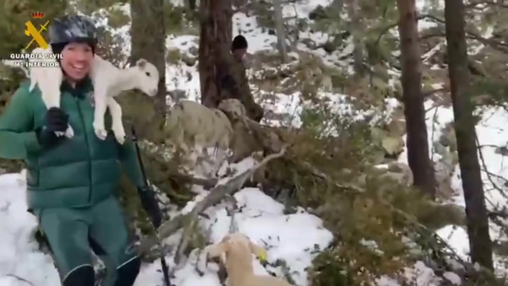 Missing sheep rescued from snow-covered Spanish summit