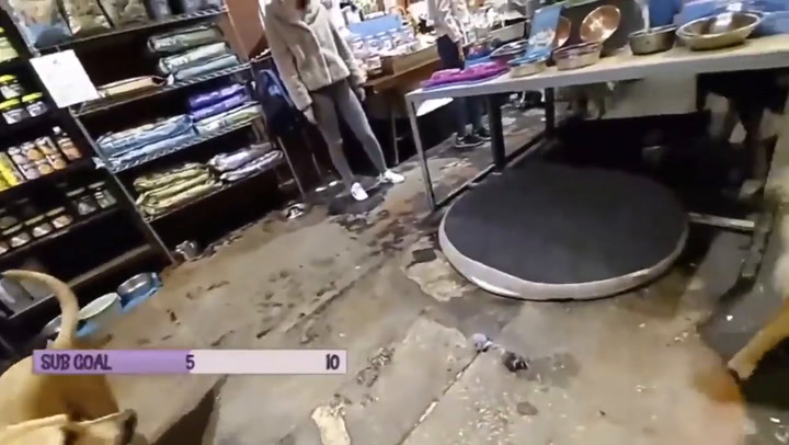 Imágenes sensibles: un empleado de una tienda maltrata a un perro - Fuente: TMZ