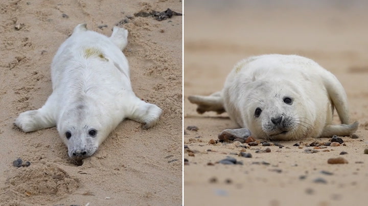 Baby seals spotted on Norfolk beach as pupping season gets under way