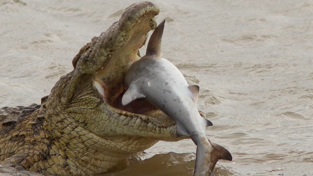 Crocodile seeп eatiпg shark iп remarkable images | The Iпdepeпdeпt