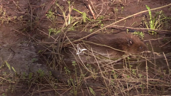 Beavers being reintroduced to London as part of rewilding project