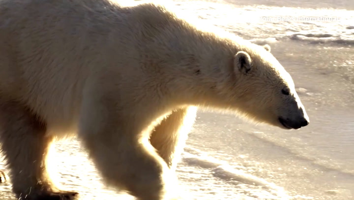 Isolated polar bears adapting to climate change