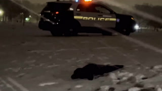 Seal lost in snowy park guided back to water by police