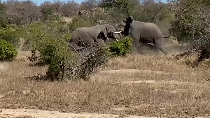 Two giant elephants flatten trees as they clash in 10-minute battle