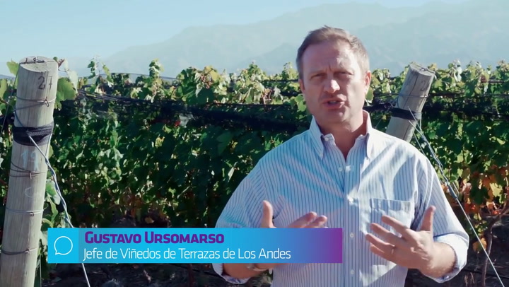 Gustavo Ursomarso, jefe de viñedos de Terraza de los Andes