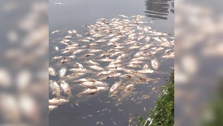 Unexplained mass deaths of park lake's silver carp spark worry