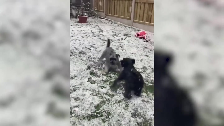 Dogs play in the snow as temperatures drop across the UK