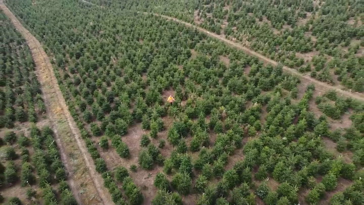 Tree-mendous: Drone captures lush fields of Europe’s largest Christmas tree wholesaler