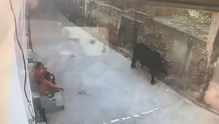 Molestó a un toro y el animal lo hizo volar por el aire