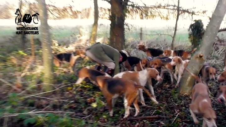 Hounds appear to savage fox to death during prestigious hunt