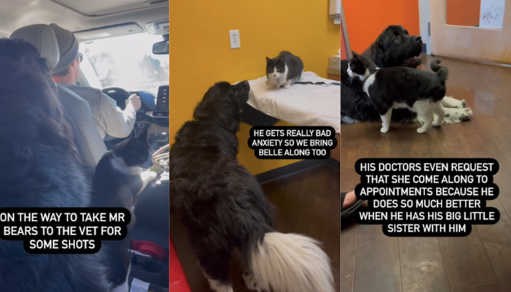 Massive dog becomes cat's 'emotional support animal' and keeps her calm at  the vet - Mirror Online