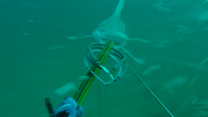 Exclusive: Moment group of 'aggressive' 10ft sharks 'charge' at fisherman
