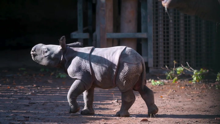 Rare greater one-horned rhino calf born at Chester Zoo