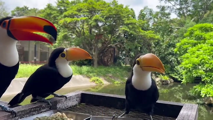 Parent toucans feeds their young at wildlife park in Japan