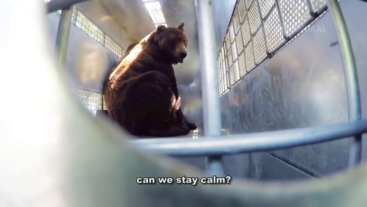 El emocionante final de los osos que vivieron 20 años presos en Mendoza - Fuente: Youtube