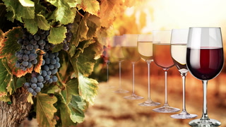 B.C. wineries may lose some varieties as extreme weather kills crops
