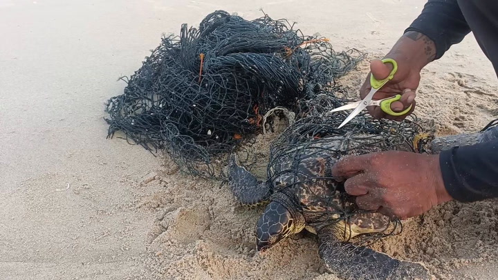 Beachgoer rescues turtle tangled in discarded net in India