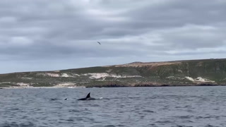 Rare orca pod filmed swimming close to California shores