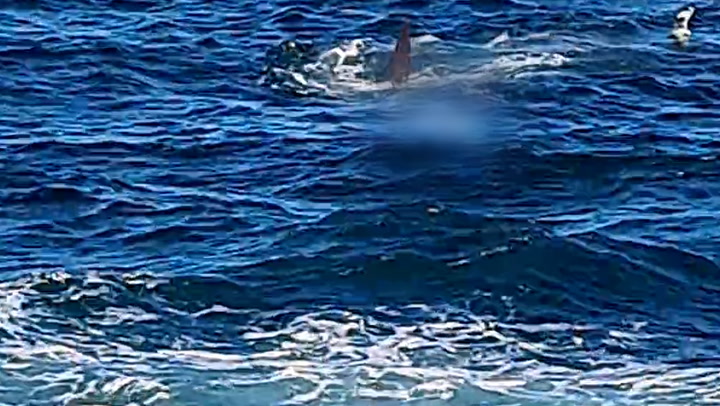 Great white shark fatally attacks swimmer on Sydney beach