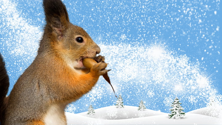 WEATHER LORE: CAN SQUIRRELS ACTUALLY PREDICT THE COLD TO COME?