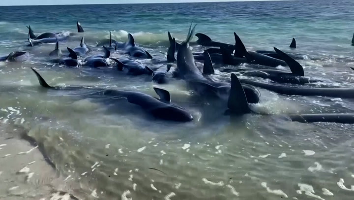 More than one hundred whales stranded on Australia's west coast