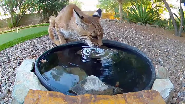 Sneaky bobcat takes a drink from family's birdfeeder to cool off during heatwave