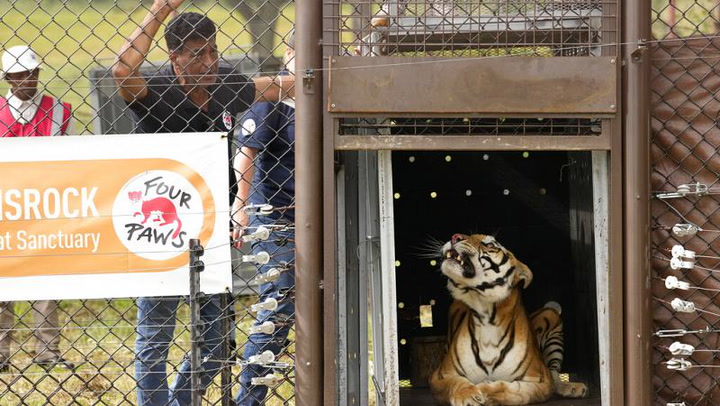 Cuatro tigres de bengala fueron liberados en Sudáfrica tras años de encierro