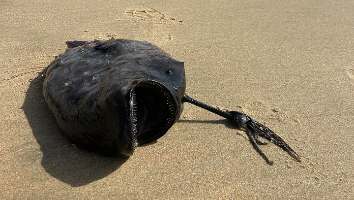 Mysterious ‘monster’ fish washes up on shores of California park