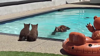 Mother bear shows cubs how to swim in pool as resident watches on