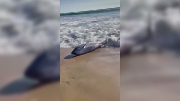 Whale with bite marks washes up on California beach after 'aggressive shark activity'