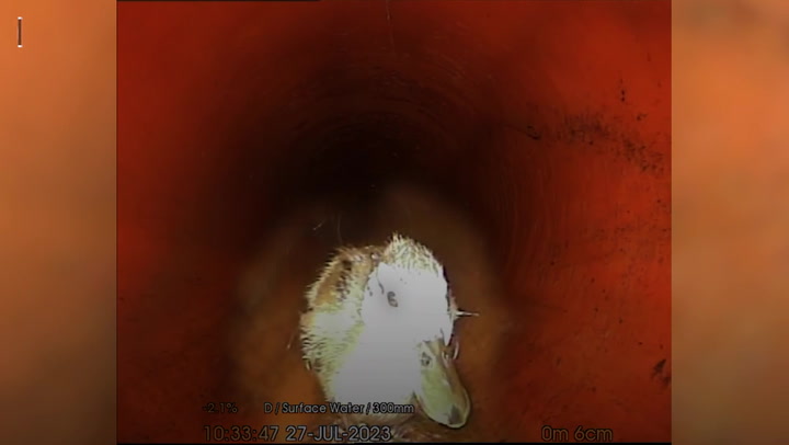Duck found waddling through sewer pipe by workmen