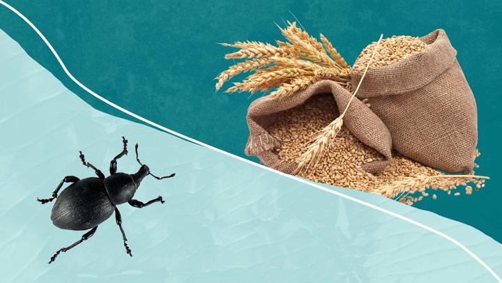 How to Get Rid of Granary Weevils in 4 Easy Steps, DIY Granary Weevil  Control Products