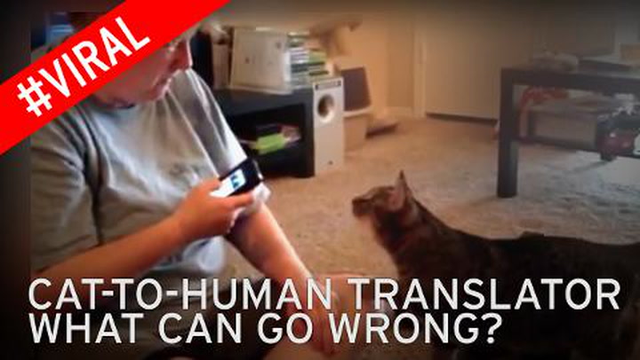 Watch hilarious moment angry cat strikes woman as she tries to talk to it  using human-to-cat translator app - Irish Mirror Online