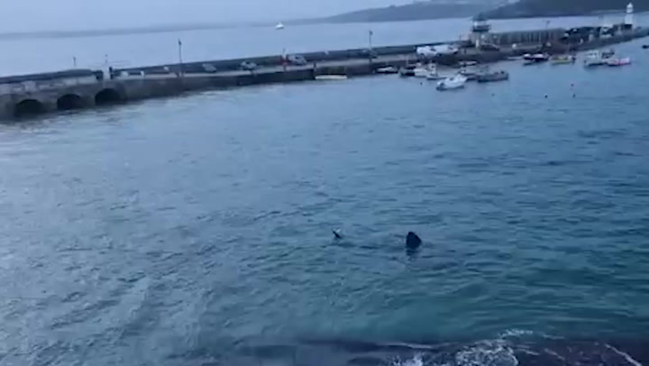 Huge shark spotted swimming around St Ives harbour during high tide