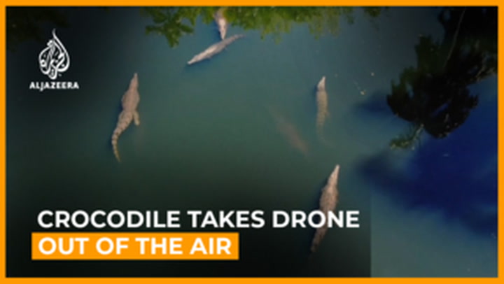 Watch this crocodile take a drone out of the air in Australia