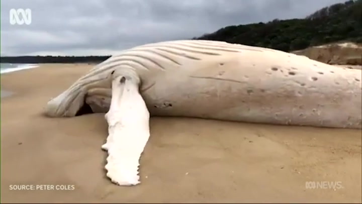 Rare albino humpback whale washes up on Australian beach