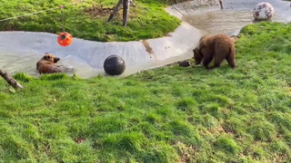 Brown bears play after four months of hibernation at Whipsnade Zoo