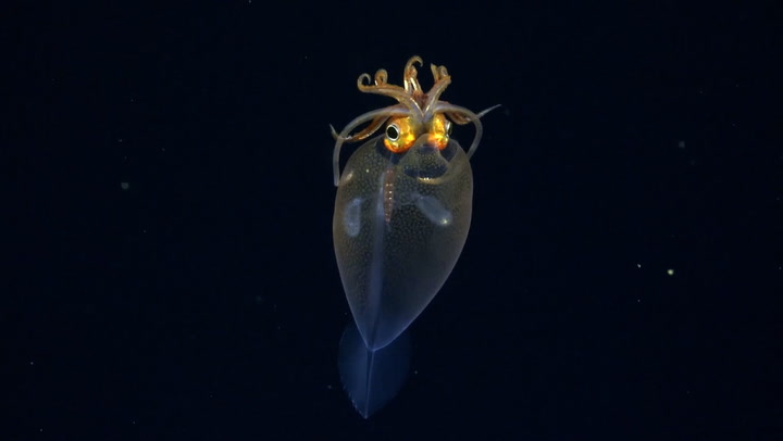 Never-before-seen deep sea octopus nursery with possible new species found