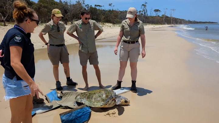 Endangered turtle released after three-month recovery in Australia