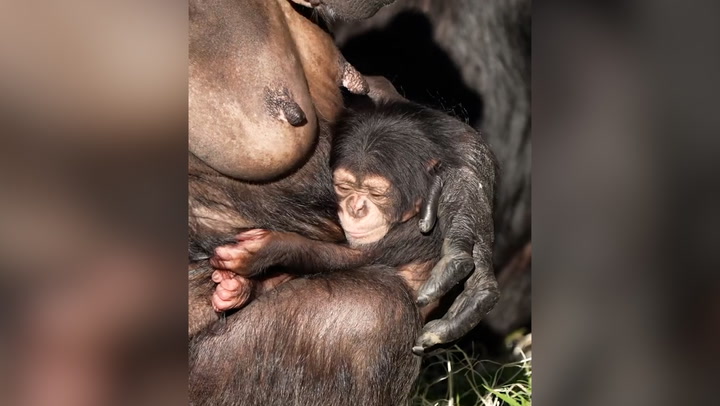 Rare baby chimpanzee clings to mother after being born at Chester Zoo