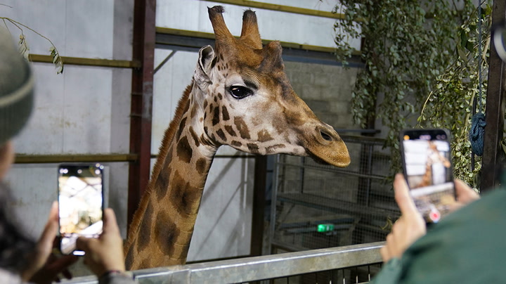 Endangered male giraffe Sifa arrives at safari park_Original Video_m239645.mp4