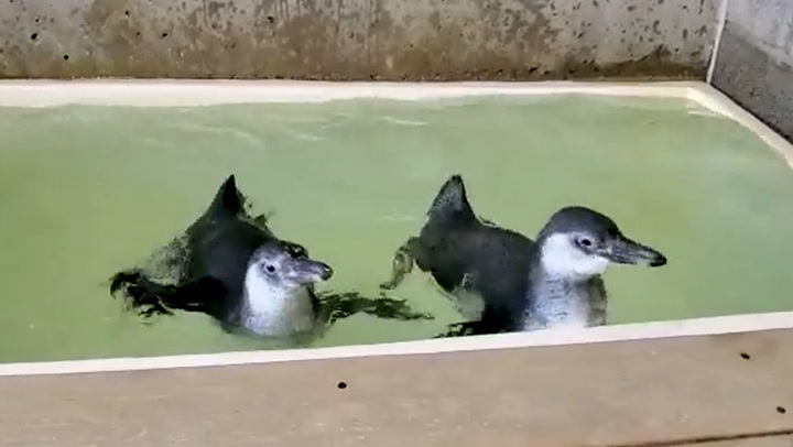 Adorable penguin chicks practice swimming at New York zoo