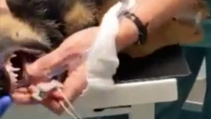 Vet removes pebble lodged in puppy’s throat