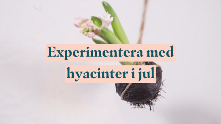 Experimentera med hyacinter i jul
