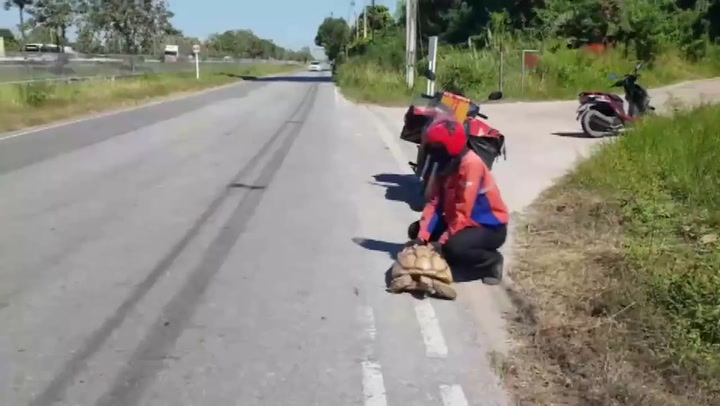 Endangered sulcata tortoise found wandering next to road in Thailand